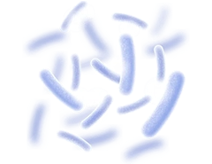 Lactobacillus Reuteri probiotic bacteria illustration