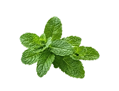 Peppermint leaf extract